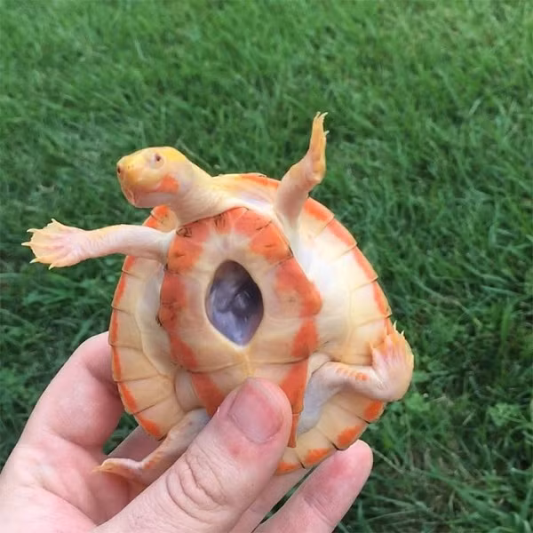 Một con rùa bạch tạng tên Hope từng khiến dân mạng xôn xao khi sở hữu quả tim nằm ngoài cơ thể và đang được Aqua Mike kiên trì chăm sóc.