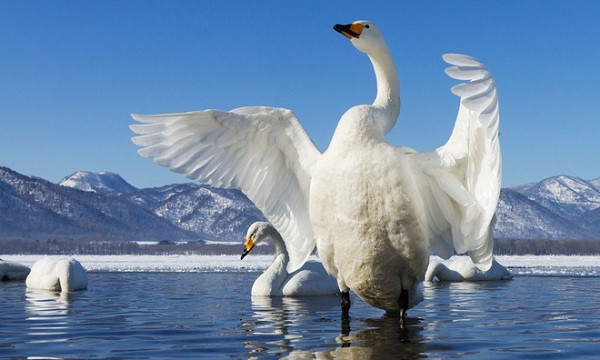 Mặc dù theo các nhà khoa học, do thiên nga gặp nhiều vấn đề như di chuyển, bảo vệ lãnh thổ, ấp trứng, nuôi con nên không muốn phải mất thời gian thu hút bạn tình nhưng không thể phủ nhận thiên nga thực sự chung thủy.