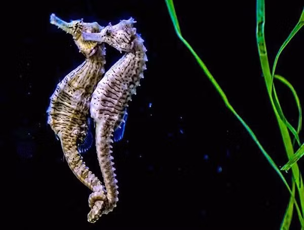 Sự hi sinh và chung tình của cá ngựa còn thể hiện ở hình thức sinh sản. Con đực sẽ nhận nhiệm vụ...mang thai hộ con cái, thụ tinh cho trứng ngay khi nó nhận trứng.