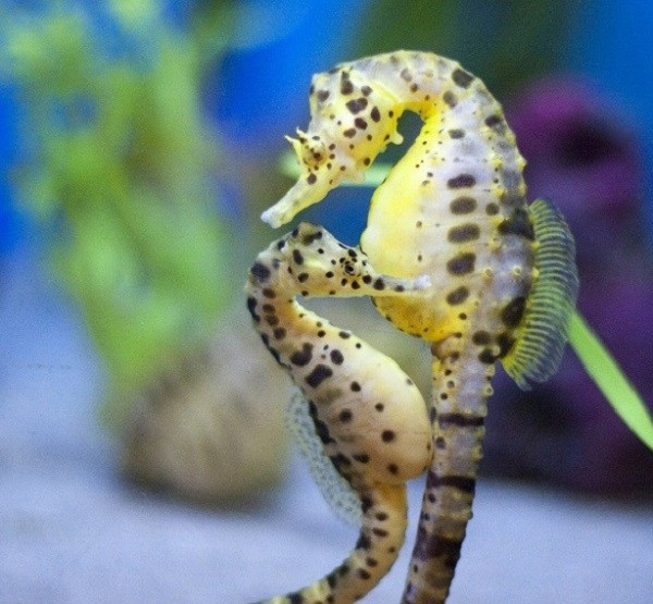 Những đôi cá ngựa thường dành cả ngày để bên nhau và giữ đuôi với bạn tình trong khi bơi. Trước khi tiến hành giao phối, đôi bạn tình này sẽ cùng nhau khiêu vũ và anh chàng cá ngựa tỏ tình nhau bằng cách đổi màu.