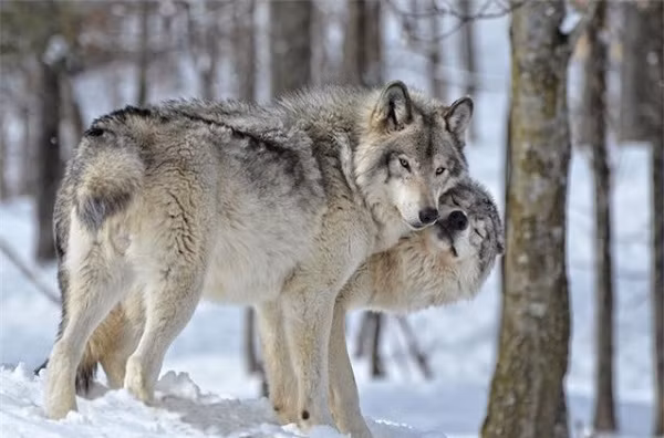 Các cặp giao phối và xây dựng, gìn giữ gia đình bằng cách sinh một lứa con mới mỗi năm. Hầu như những con sói không trải qua quá trình lão hoá sinh sản và có thể sinh con cho đến khi chết.