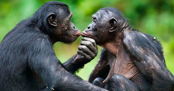 Con đực và con cái hình thành mối liên kết mạnh mẽ khi tìm thấy tình yêu và bình đẳng trong trách nhiệm nuôi dạy con cái. Mặc dù hạnh phúc là vậy nhưng đôi khi một số trường hợp ngoại tình, chia tay, tái hôn vẫn diễn ra trong cộng đồng nhà vượn.