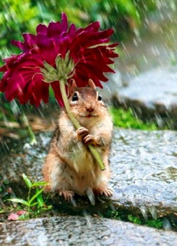 Dù ướt rượt vì dính mưa, chú sóc nhỏ vẫn tỏ ra hết sức vui vẻ và háo hức khi kiếm được chiếc ô tự nhiên vô cùng rực rỡ.