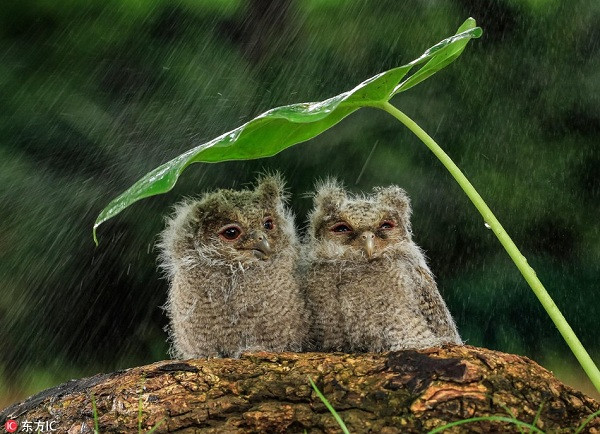 Cặp cú sừng dễ thương tựa vào nhau trú mưa dưới một tán lá lớn.