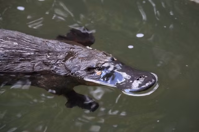 Khi các loài thú mỏ vịt dùng mũi đào xuống dưới cùng của dòng nước, bộ phận tích điện dò ra những dòng điện nhỏ xíu này, cho phép chúng tìm ra con mồi sống.