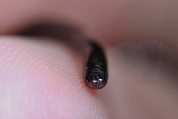 Ngoài Việt Nam, rắn giún siêu tí hon còn xuất hiện ở Thái Lan, bán đảo Malaysia, và Singapore. Nó cũng được phát hiện có sinh sống ở Châu Phi, vùng Trung Đông, các vùng còn lại của châu Á nhiệt đới và một số khu vực của châu Á có khí hậu ôn hòa.