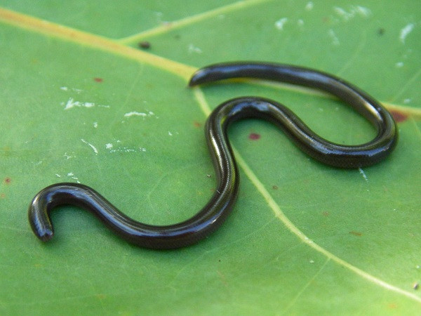 Nhìn xa chẳng ai nghĩ rằng đây là một con rắn.