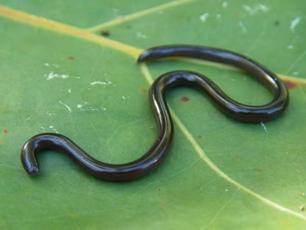 Nhìn xa chẳng ai nghĩ rằng đây là một con rắn.