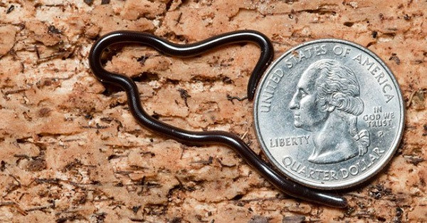 Trong số các loài rắn ở Việt Nam, sinh vật này được gọi là rắn ''không chồng mà chửa'', bởi chúng có khả năng sinh sản đơn tính.