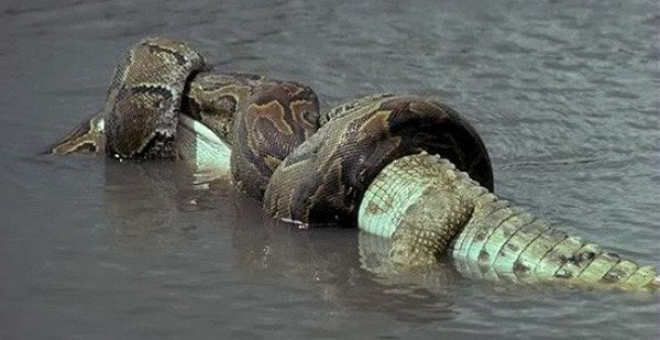 Hầu hết trong những cuộc chiến như thế này, trăn Anaconda - được mệnh danh là quái vật khổng lồ của Amazon là kẻ chiến thắng với chiêu siết chặt mà kẻ thù khó thoát được.