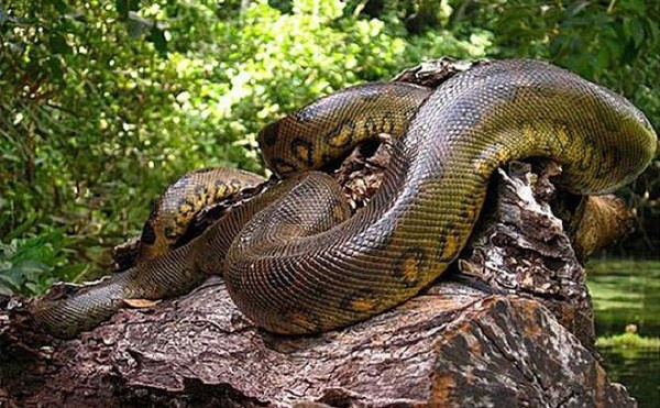 Anaconda sống dưới nước nhưng không ăn thủy sản như cá. Con mồi ưa thích của chúng là cá sấu Nam Mỹ, các loài rắn khác, dê và thậm chí cả báo Nam Mỹ.