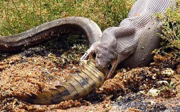 Trong tự nhiên, những cuộc đụng độ giữa trăn khổng lồ Anaconda và cá sấu không hiếm gặp.