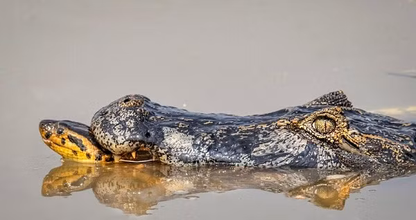 Trong khi con trăn quấn chặt lấy cá sấu thì cá sấu cũng không vừa khi ngoạm được vào người trăn lớn. Tuy nhiên trăn có ưu thế hơn khi nó siết chặt kẻ địch bằng những vòng siết đã thành thương hiệu.