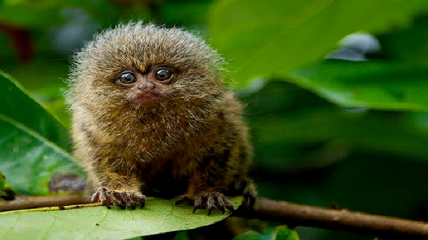 Khỉ đuôi sóc lùn có chiều cao khoảng 5 cm và nặng 15 g lúc mới sinh. Đến khi trưởng thành, khỉ có chiều cao trung bình chẳng lớn hơn là bao, khoảng 11-16cm với cân nặng trên dưới 100g.