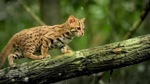 Loài mèo nổi tiếng với tốc độ cực nhanh, nhưng với thân hình nhỏ bé, mèo đốm gỉ càng trở nên năng động và nhanh nhẹn hơn.