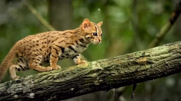 Loài mèo nổi tiếng với tốc độ cực nhanh, nhưng với thân hình nhỏ bé, mèo đốm gỉ càng trở nên năng động và nhanh nhẹn hơn.