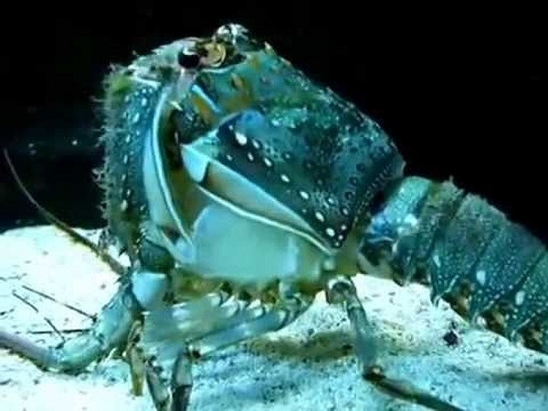 Nguyên nhân đằng sau màu sắc kỳ lạ này đó là do đột biến gene và lượng thức ăn mà loại tôm này tiêu thụ có sắc tố thấp.