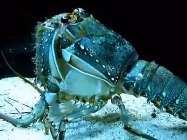 Nguyên nhân đằng sau màu sắc kỳ lạ này đó là do đột biến gene và lượng thức ăn mà loại tôm này tiêu thụ có sắc tố thấp.