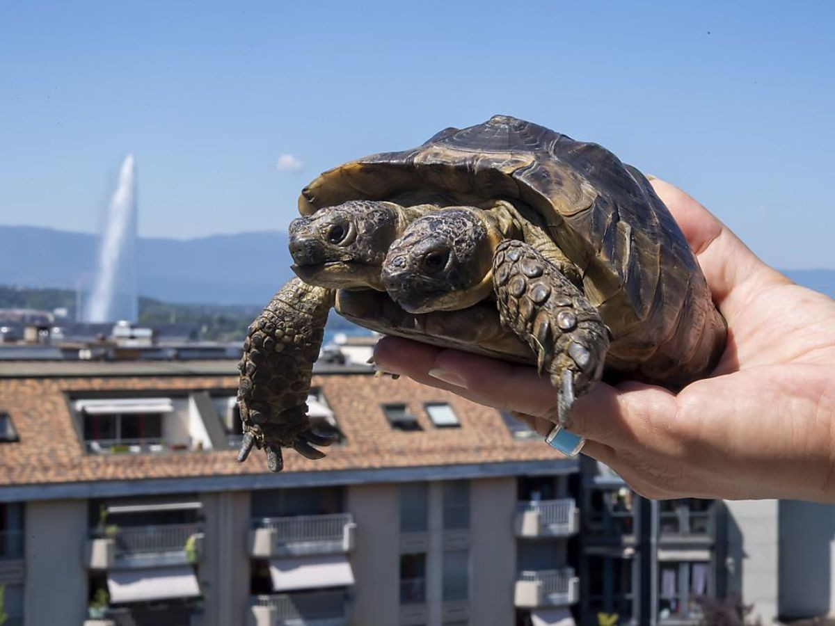Chú rùa này được xem là ngôi sao của viện bảo tàng bởi ngoại hình độc đáo.