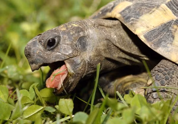 Janus chính thức tròn 23 tuổi vào ngày 3/9 sắp tới. Chú rùa có hình thù kỳ dị giá tiền tỷ | VTC