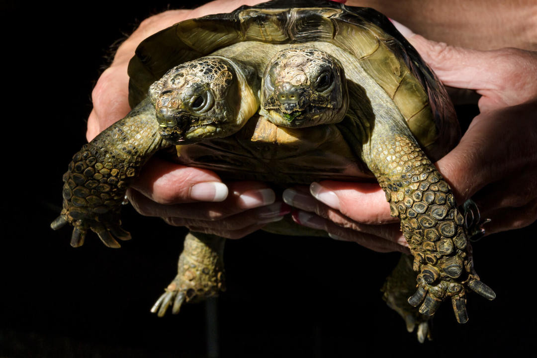Trên thế giới hiện chỉ có 2 trường hợp rùa hai đầu sống qua tuổi 20 ở Nam Phi. Nếu ở trong môi trường hoang dã thì cơ hội sống sót của những cá thể rùa hai đầu còn mong manh hơn, bởi vậy sức sống bền bỉ của Janus rất được khâm phục.