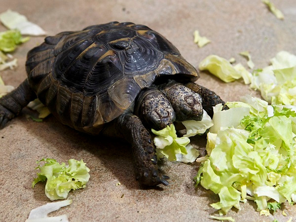 Ngay cả trong tình hình khó khăn do COVID-19, Bảo tàng Lịch sử Tự nhiên cũng không có ý định giao Janus cho bất kỳ sở thú nào.