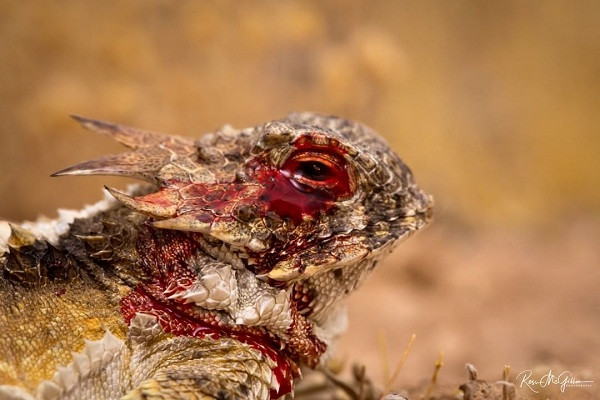 Cảnh tượng hãi hùng sau khi thằn lằn sừng kết thúc màn phun máu mắt tử đe dọa kẻ thủ.