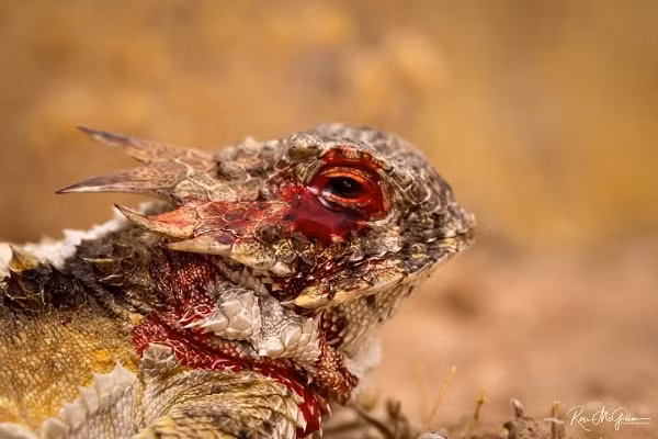 Cảnh tượng hãi hùng sau khi thằn lằn sừng kết thúc màn phun máu mắt tử đe dọa kẻ thủ.