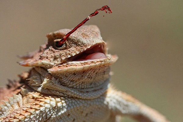 Nhân cơ hội kẻ thủ bị bất ngờ, thậm chí hoảng sợ hay trúng độc nhẹ gây choáng váng, thằn lằn sẽ nhanh chóng tẩu thoát.