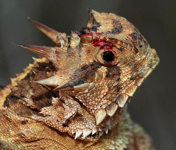 Sống giữa hoang mạc, thường phải chiến đấu với những kẻ săn mồi như chó sói, rắn, chuột lớn do vậy đôi mắt có thể phun máu của thằn lằn sừng là thứ vũ khí lợi hại khiến kẻ thù e sợ và giúp chúng tồn tại.