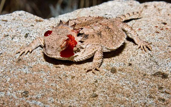 Thằn lằn thường chờ cho đến khi đối thủ tấn công, nó mới nhắm trúng mục tiêu và phun thẳng vào mặt, nơi gây sát thương cao nhất.