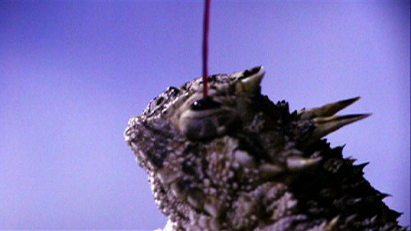 Mặc dù máu của loài thằn lằn này không gây chết người nhưng cũng có chứa độc tố liên kết với các thụ thể trong miệng - không có ở người và các loài khác. Phải mất 15 phút để một con chó sói chẳng may trúng máu của thằn lằn có thể hồi phục.