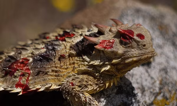 Đôi với những sinh vật nhỏ bé như bọ cánh cứng, kiến, nhện, và các côn trùng khác, thằn lằn sừng là kẻ săn mồi đáng sợ. Chúng có thể ăn tới 2.500 con kiến trong một bữa ăn.