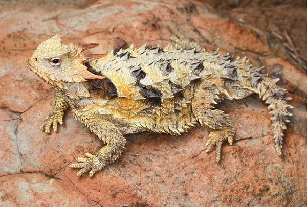 Thằn lằn sừng là một loài bò sát nhỏ có nguồn gốc từ Mexico và vùng Tây Nam Hoa Kỳ. Loài này có tên khoa học là Phrynosoma platyrhinos, sinh sống chủ yếu tại các hoang mạc, sa mạc khô cằn và nắng nóng ở Sonoran.