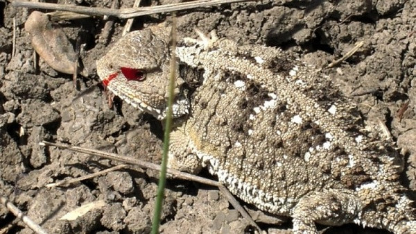 Khả năng ngụy trang tài tình dễ đánh lừa con mồi.