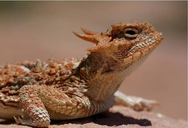 Có muôn vàn điều bí ẩn về các loài động vật, từ khả năng ngụy trang "siêu phàm" đến chiêu thức săn mồi hay đánh nhau kỳ quái. Một trong số đó là loài thằn lằn với khả năng phun máu từ mắt.