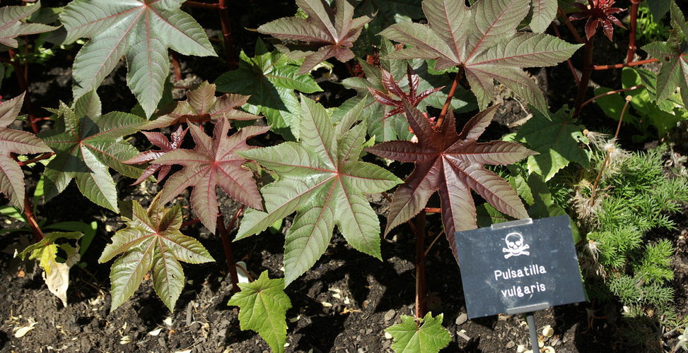 Du khách chỉ được phép vào đây dưới sự giám sát của các hướng dẫn viên đặc biệt, những người được đào tạo bài bản và kỹ lưỡng.