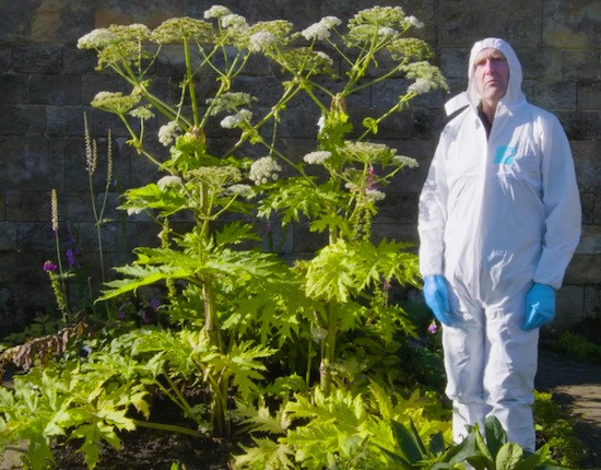 Những người chăm sóc khu vườn cho biết họ luôn phải rất cẩn thận, mặc đồ bảo hộ và mặt nạ kín khi làm việc với các loại cây đặc biệt nguy hiểm.