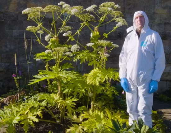 Những người chăm sóc khu vườn cho biết họ luôn phải rất cẩn thận, mặc đồ bảo hộ và mặt nạ kín khi làm việc với các loại cây đặc biệt nguy hiểm.