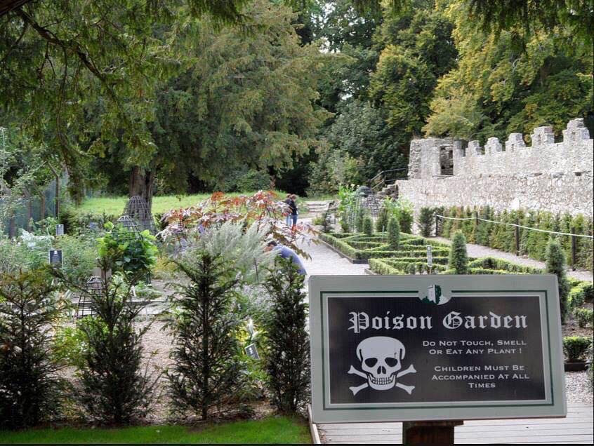 Alnwick là khu vườn chết chóc duy nhất mà bạn sẽ không hề muốn ngắt một cành hoa nào về cắm vào lọ trang trí nhà – trừ khi bạn muốn chết. Ăn nhầm lá ngón: 3 người tử vong, 2 người ngộ độc | VTC16