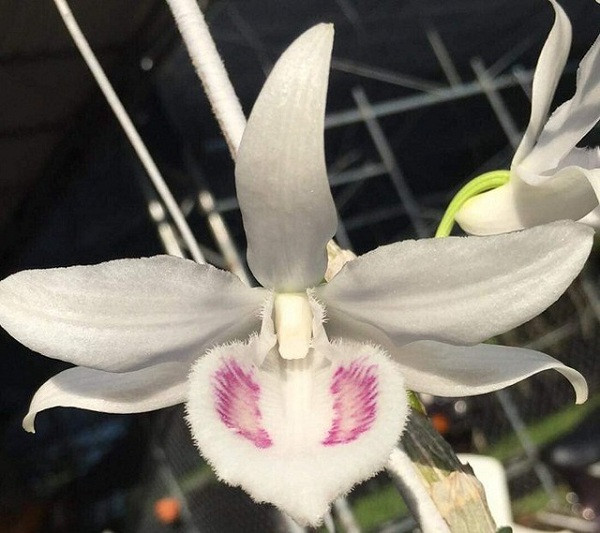 Lan đột biến gen bắt đầu được chú ý vào đầu năm 2017 với dáng vẻ độc đáo khác tự nhiên về màu sắc, hình dạng hoa, độ dày của cánh. Từ đó, loài lan này được các đại gia Việt săn lùng ráo riết hơn hẳn những loại lan như: đai châu, phi điệp, trầm trắng…