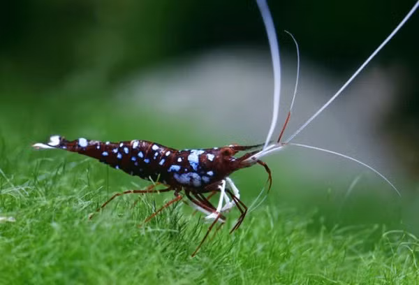 Không ''sang chảnh'' như cá rồng nhưng tép thủy sinh cũng từng là thú chơi đắt đỏ của những tay chơi có điều kiện.