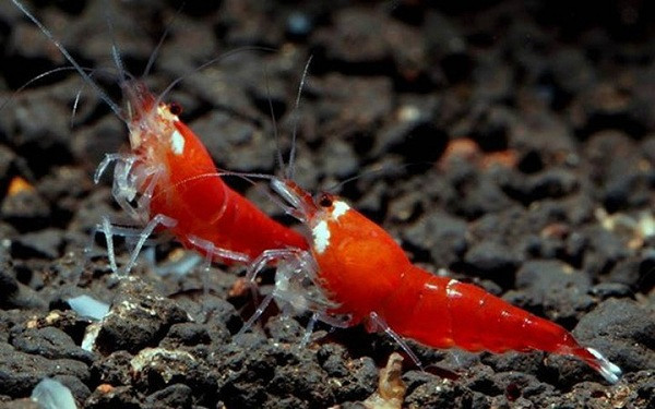 Tép cảnh có nhiều loại như cherry đỏ, ong, cọp, kinh kong, mũi đỏ, chấm trắng, xanh lá,... kích thước tuy ''nhỏ nhưng có võ'' bởi có thể sở hữu mức giá cả ''nghìn đô''. Tép thủy sinh thuộc hàng vip được nhiều đại gia săn lùng để mua về chơi theo đàn có thể kể đến như kinh kong, tép cọp...