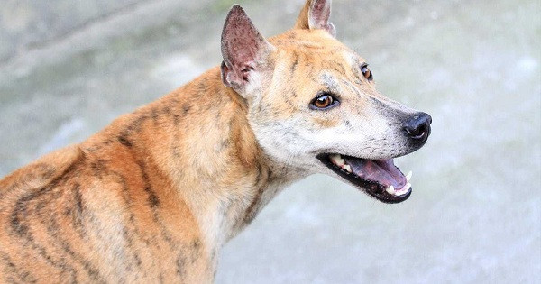 300 triệu đồng là số tiền chị Hà bạo chi để sở hữu Cọp, điều này chưa từng có tiền lệ với một thương vụ chuyển nhượng chó Phú Quốc tại Việt Nam. Khi được chốt giá giao dịch chủ nhân của nó không hề đắn đo vì trước đó chị từng xác định với chú chó này, chị chấp nhận chi số tiền trên dưới 20 nghìn USD (hơn 400 triệu đồng).