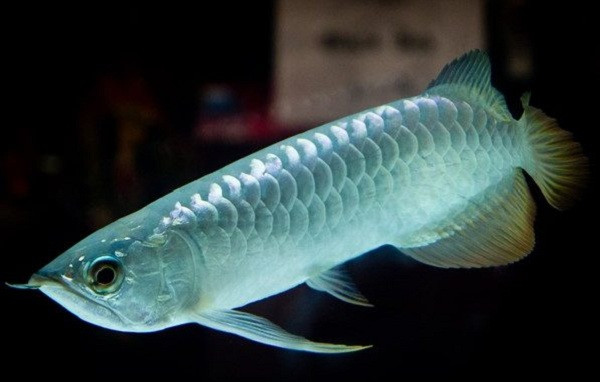 Và tất nhiên, việc sở hữu một bể cá cảnh hoàn thiện trong phòng khách cũng không hề rẻ. Ngoài bể cá, còn cần trang bị hệ thống lọc, sưởi ấm cho cá khi thời tiết lạnh, thức ăn cá,... khá công phu lên đến hàng trăm triệu đồng.