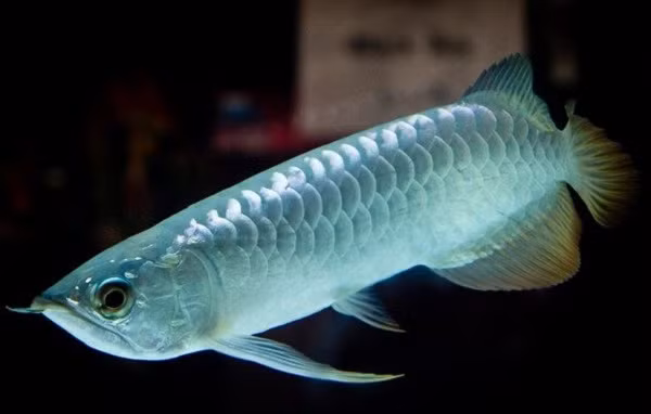 Và tất nhiên, việc sở hữu một bể cá cảnh hoàn thiện trong phòng khách cũng không hề rẻ. Ngoài bể cá, còn cần trang bị hệ thống lọc, sưởi ấm cho cá khi thời tiết lạnh, thức ăn cá,... khá công phu lên đến hàng trăm triệu đồng.