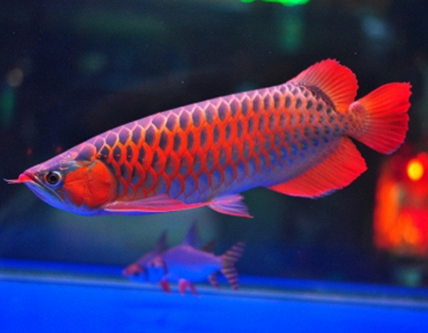 Tại Việt Nam, loại được chơi loại phổ biến nhất là cá rồng Đông Á với các tên gọi quen thuộc như ngân long, huyết long, thanh long, kim long... Những con cá có "xuất thân" từ dòng dõi nổi tiếng, ngoại hình bắt mắt sẽ có giá khoảng 1.000 - 3.000 USD.