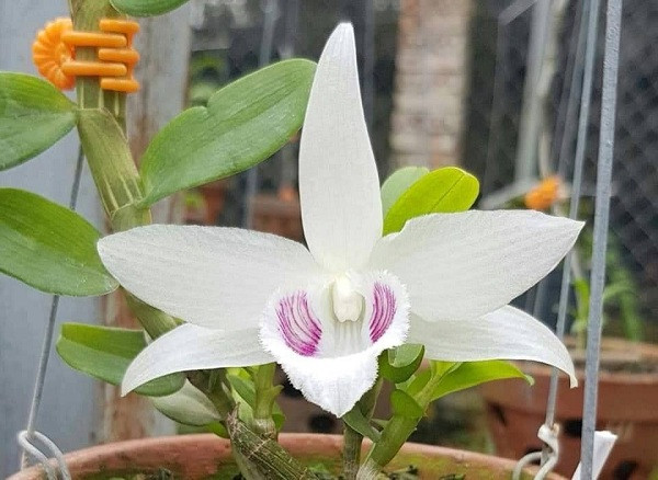 Các thương vụ mua bán lan đột biến bùng nổ với giá bạc tỷ, điển hình nhất là cây lan phi điệp 5 cánh trắng Bảo Duy được bán thành công với giá 2,7 tỷ đồng - mức giá "khổng lồ" trong giới chơi lan.