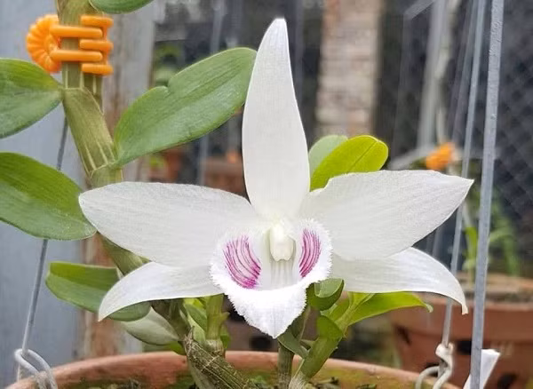 Các thương vụ mua bán lan đột biến bùng nổ với giá bạc tỷ, điển hình nhất là cây lan phi điệp 5 cánh trắng Bảo Duy được bán thành công với giá 2,7 tỷ đồng - mức giá "khổng lồ" trong giới chơi lan.