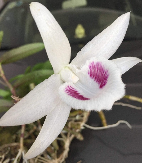 Mới đây, thương vụ mua bán gốc Giã Hạc đột biến 5 cánh trắng tại Ninh Thuận với giá lên tới gần 7 tỷ đồng đã khiến không ít người bất ngờ. Cây lan Giã Hạc 5 cánh trắng này gọi là Lan Phi điệp, được đánh giá độc đáo nhất Việt Nam.